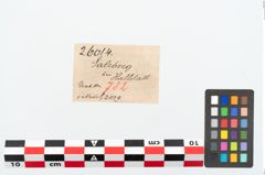 Etikett zu Bronzekugelkopfnadel (NHMW-PRAE-026014)